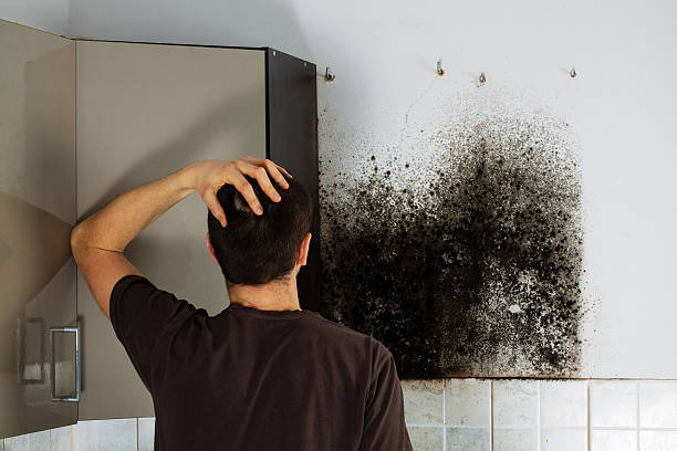 Why You Should Choose Our Mold Remediation Services in Twin City, GA